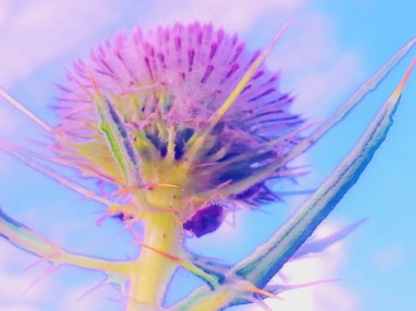 Le mauve du Ciel