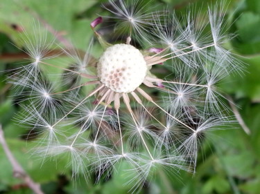 Etoiles d automne