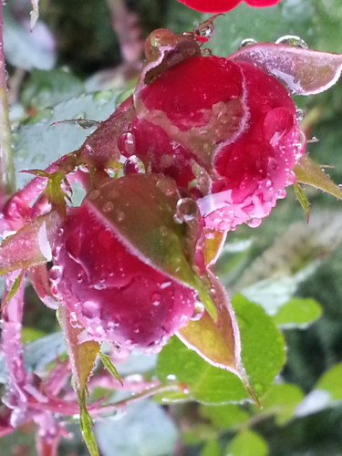 Pluie de roses