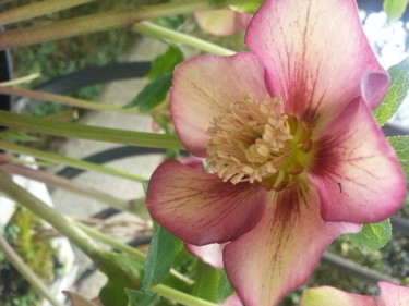 Hellebore