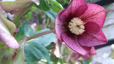 HELLEBORE Ou rose de Noel