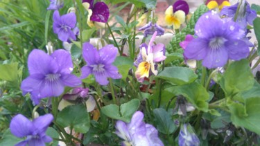 C'est un bouquet de violettes.....