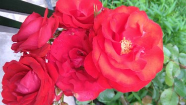 Rouges Roses