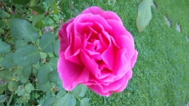 Une rose pour les filles