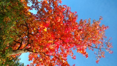 Automne à Giverny  1