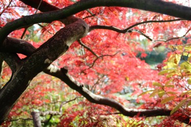 Automne à Giverny 2