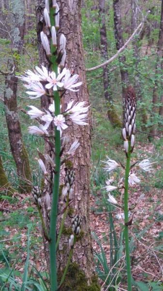 Léger parfum des Asphodeles