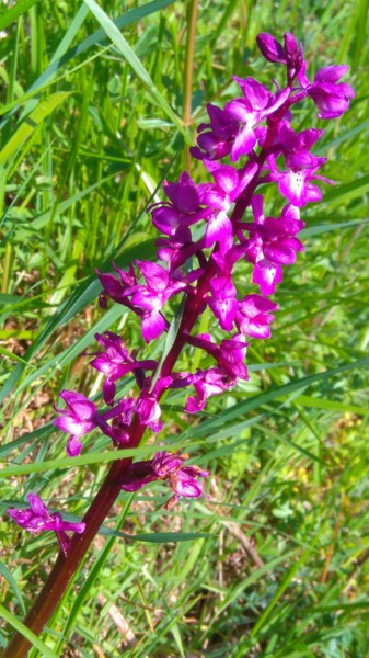 Orchidée tachetée